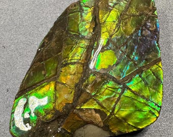 May include: A polished, iridescent ammolite gemstone with a mosaic pattern. The stone displays vibrant colors including green, yellow, and hints of blue and purple. The ammolite is cut into an irregular shape, showcasing its natural beauty.