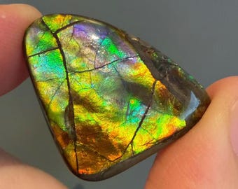 Peut inclure: Une pierre précieuse polie aux couleurs vives, notamment le vert, le jaune, l'orange et le violet. La surface est marquée d'un réseau de fissures sombres, ce qui ajoute à son aspect unique. La pierre est tenue entre deux doigts.
