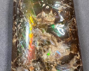 虹色バキュライト化石カナダ産アンモナイト宝石ホームデコレーション