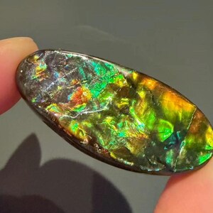 33.5ct Canadian Ammolite Freeform Gemstone Suture Line Pattern For Jewelry Making