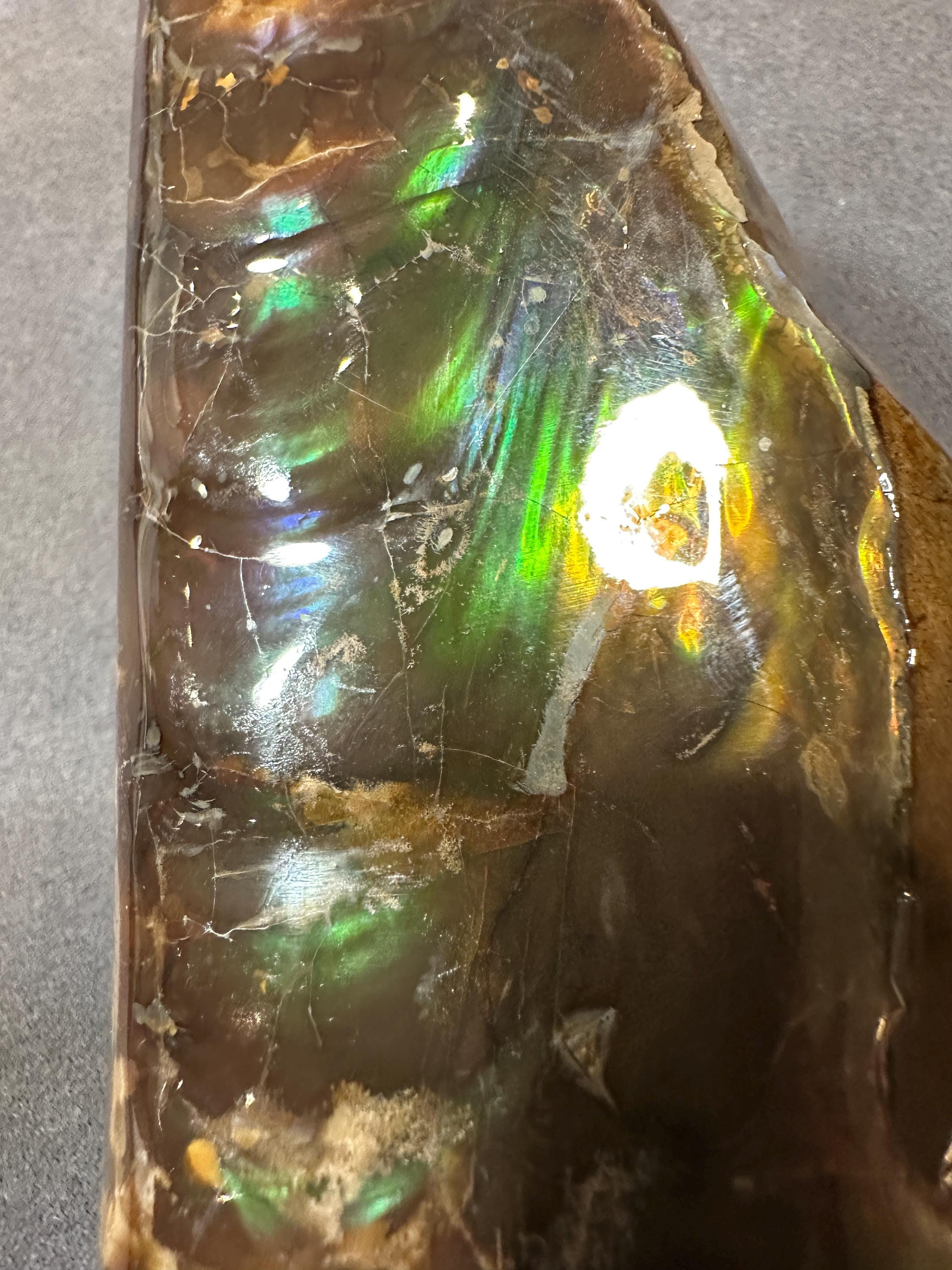 虹色バキュライト化石カナダ産アンモナイト宝石ホームデコレーション