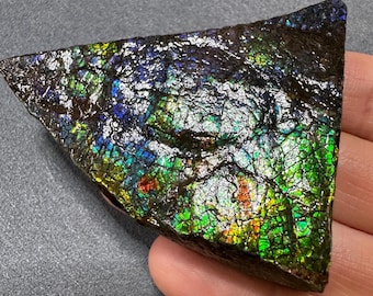 Natural Canadian Ammolite Gemstone Ammonite Fossil Hand Specimen | Home Decor Display Stone  237#