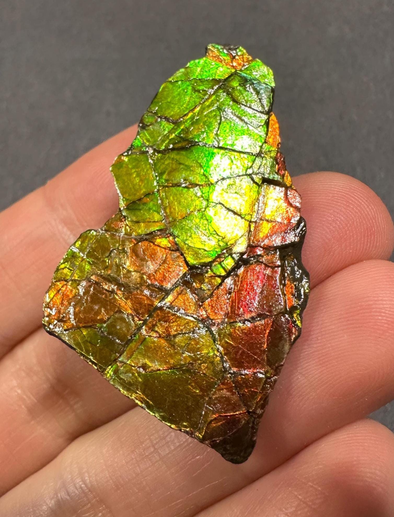 カナダ産アンモライト宝石標本：希少な虹色の化石、カナダ・アルバータ