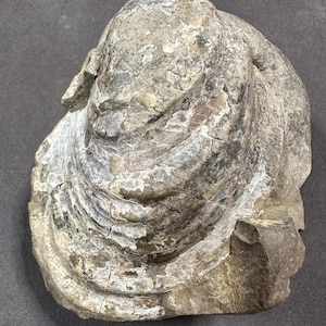 May include: A fossilised clam shell with a grey and brown colour. The shell is partially broken, revealing the interior layers.