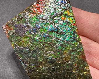 カナダ産アンモライト標本：ジュエリー用の希少な有機宝石化石 - Etsy 日本