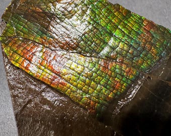 May include: A polished ammolite gemstone displays a vibrant array of colors, including green, gold, and red, with a textured, iridescent surface. The gemstone has a dark brown base and a unique, natural pattern.