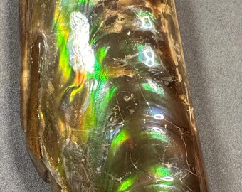 虹色バキュライト化石カナダ産アンモナイト宝石ホームデコレーション