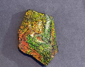 Rare Natural Canadian Ammonite Fossil Hand Specimen - Dragon Scale Pattern Ammolite Gemstone