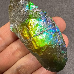 カナダ産アンモライト標本：ジュエリー用の希少な有機宝石化石 - Etsy 日本