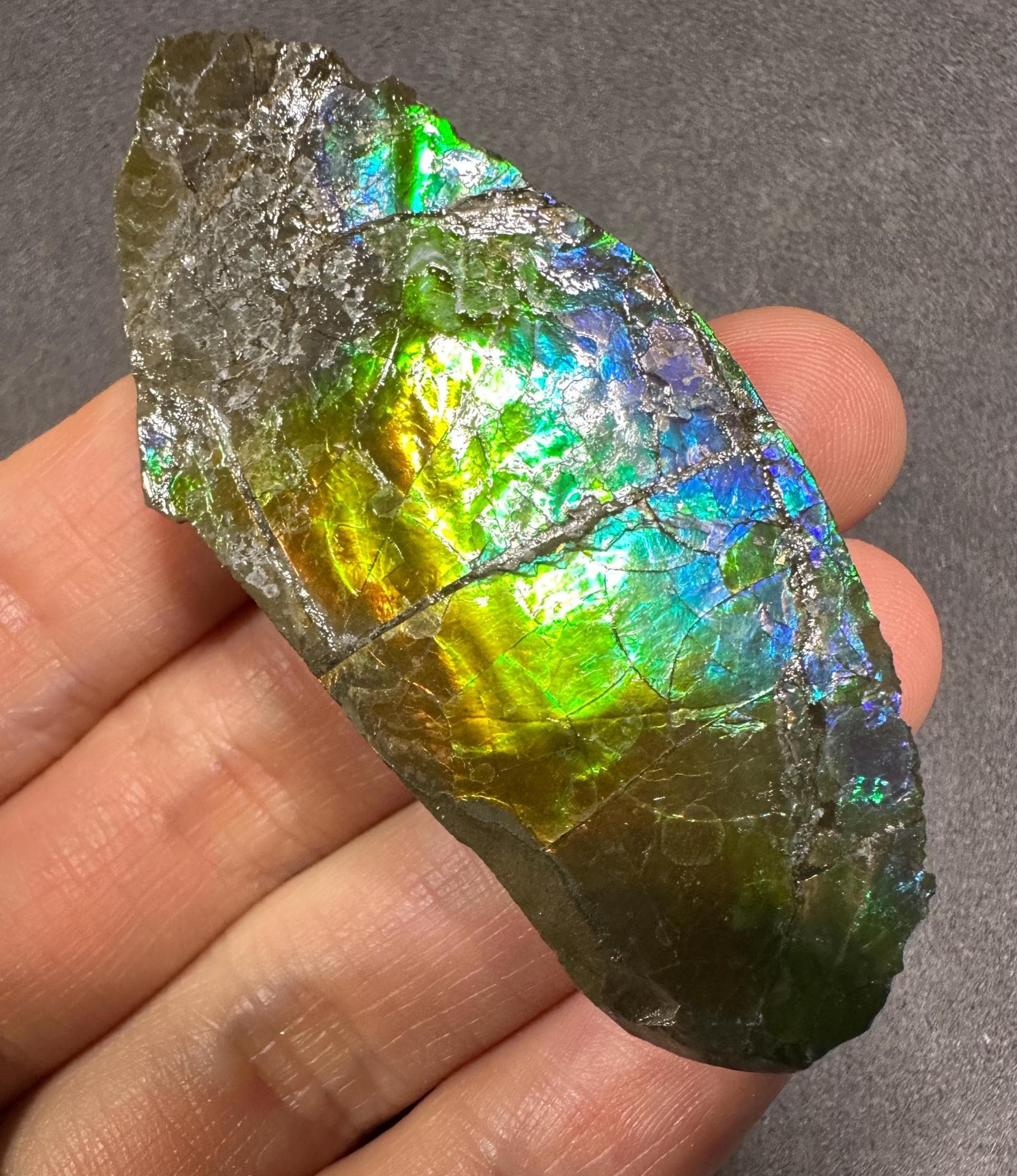 巨大！希少！カナダ産 アンモライト 樹脂スタビライズ加工 天然宝石 化石 標本 巨大！希少！カナダ産 アンモライト 樹脂スタビライズ加工 天然