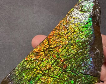 May include: A vibrant, iridescent ammolite gemstone slice. The polished surface displays a mosaic of colors, including green, gold, orange, and blue, with a network of fine cracks. The gemstone has a triangular shape and a rough, dark brown edge.