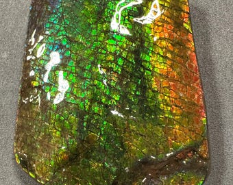 Natural Canadian Ammolite | Ammonite Fossil Hand Specimen | Rare Rainbow Colour Dragon Scale Pattern