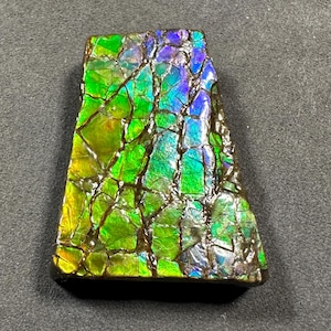 Pietra preziosa naturale canadese di ammolite / campione di fossile di ammonite a mano