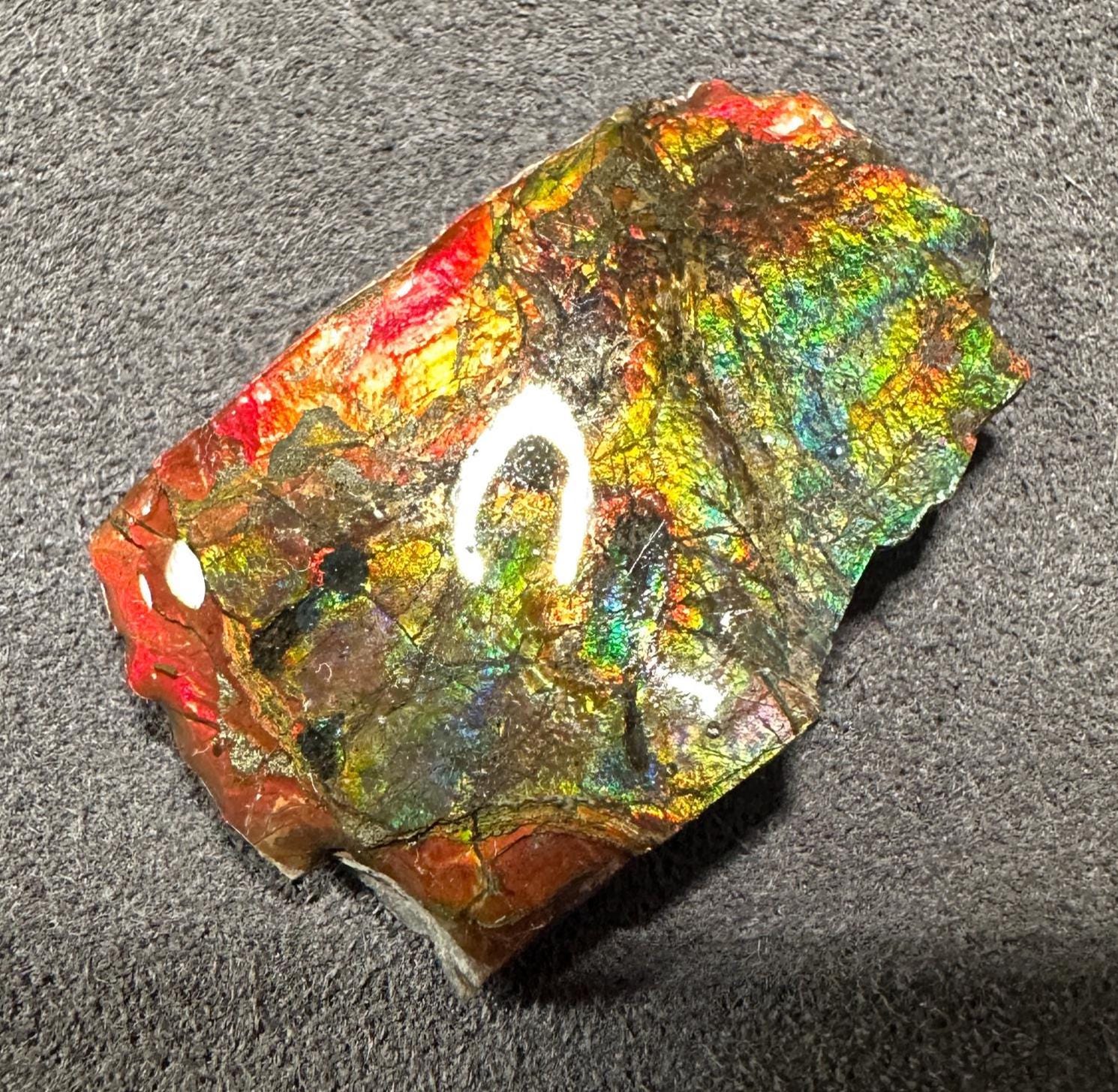 カナダ産アンモライト宝石標本：コレクター向けの希少な虹色の化石