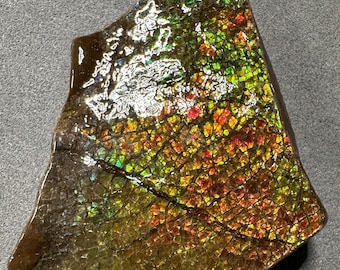 Natural Canadian Ammolite Gemstone Ammonite Fossil Hand Specimen | Home Decor Display Stone  238#