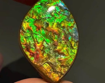 27ct Natural Canadian Ammolite Freeform Gemstone Suture Line Pattern Fiery Gold Green Color