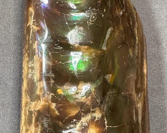 虹色バキュライト化石カナダ産アンモナイト宝石ホームデコレーション