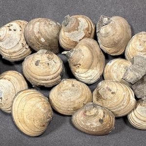 May include: A collection of 13 fossilised clam shells in various shades of brown and beige. The shells are arranged in a cluster on a grey background.