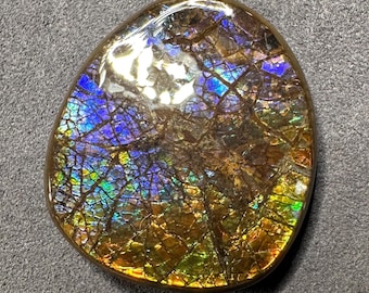 Natural Canadian Ammolite Gemstone: Electric Blue-Purple Ammonite Fossil