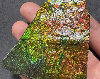 May include: A vibrant, iridescent ammolite gemstone fragment. The polished surface displays a mosaic of colors, including green, gold, red, and orange, with a network of fine lines. The gemstone is held in a hand against a dark background.