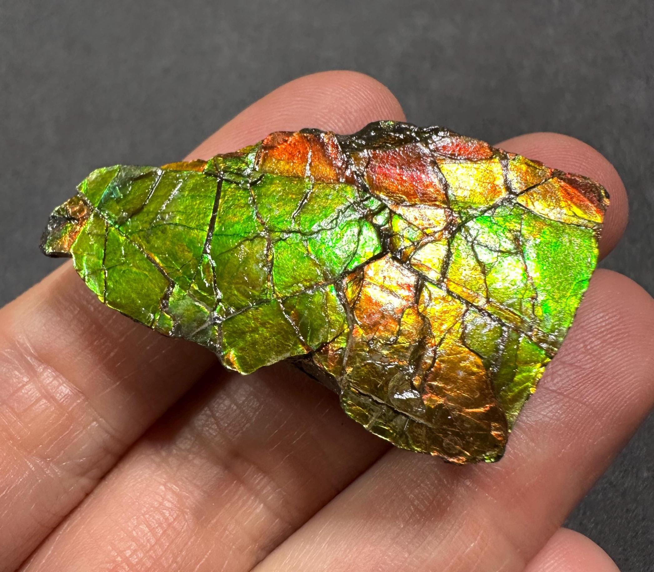 カナダ アンモライト 宝石標本 天然カナダ産アンモライト標本 / 高品質希少アンモライト化石