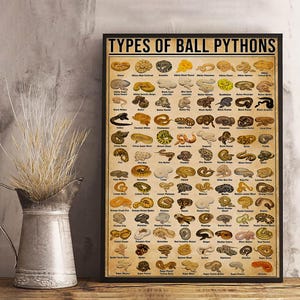 May include: A framed poster titled "TYPES OF BALL PYTHONS" displays numerous illustrations of ball python morphs. The poster features a vintage, aged paper aesthetic with a black frame. Each snake morph is labeled with its name.