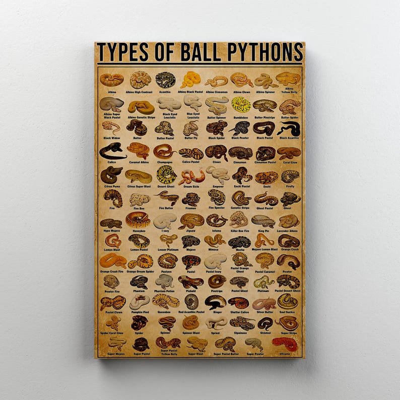Types of Ball Pythons Canvas, Snake Morph Poster for Reptile Lovers ...