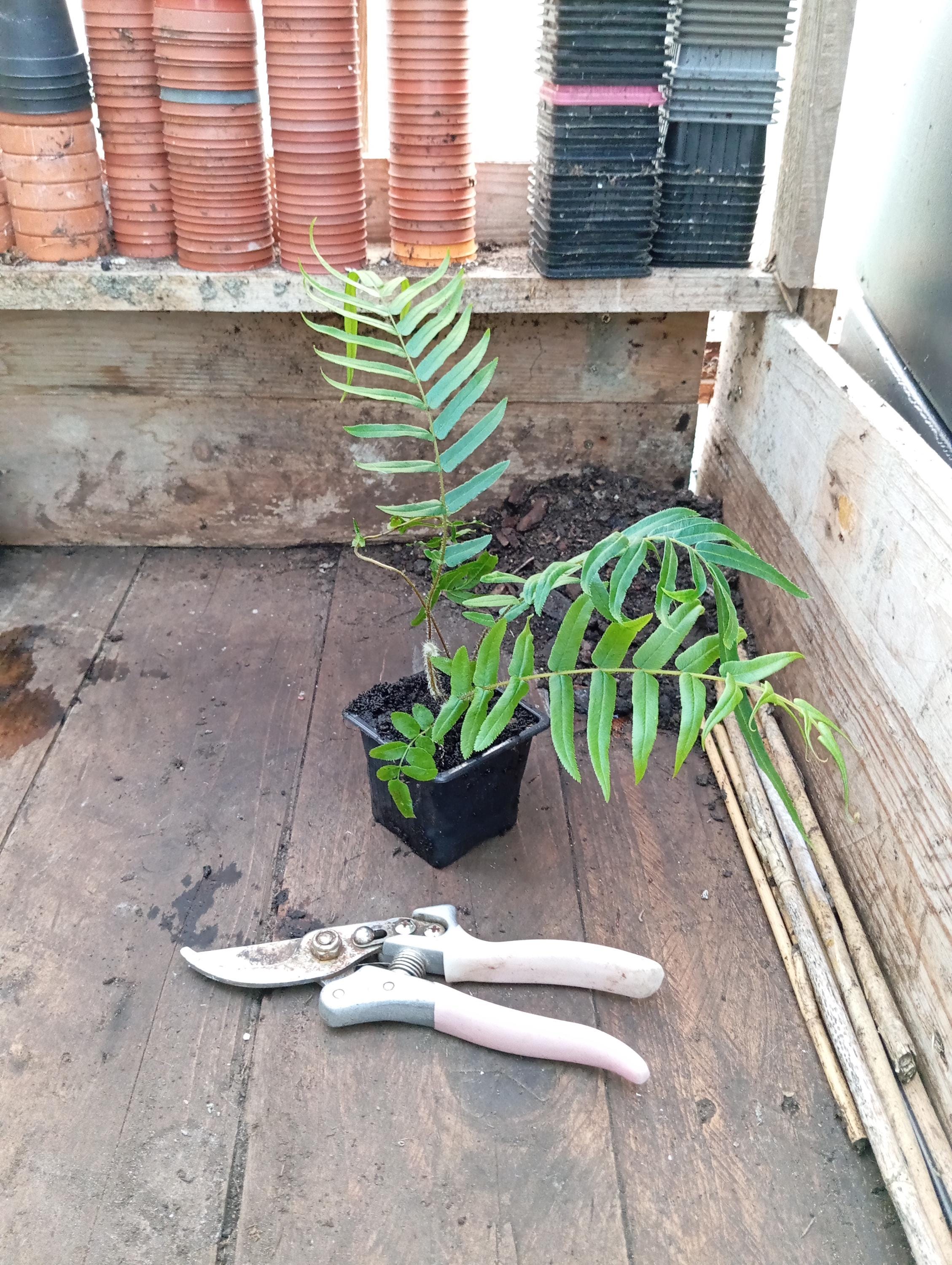 Drynaria quercifolia - Etsy 日本