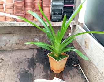 Könnte beinhalten: Eine grüne Topfpflanze mit langen, spitzen Blättern steht auf einer Holzoberfläche. Eine Gartenschere mit rosa Griffen liegt daneben. Stapel aus Terrakotta- und schwarzen Kunststoff-Blumentöpfen im Hintergrund.