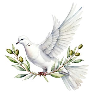 May include: A watercolour illustration of a white dove with outstretched wings, perched on an olive branch. The dove is depicted in shades of white and grey, with a red beak and feet. The olive branch features green leaves and olives.