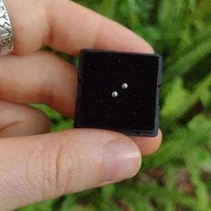 May include: A pair of small, silver stud earrings displayed on a black velvet surface within a small square box. The earrings are round and shiny. The background is blurred green foliage.