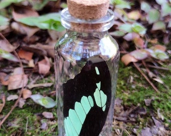 vintage cork bottle black green wing BUTTERFLY taxidermy fae witchy magick