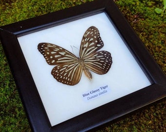 vintage framed BUTTERFLY taxidermy fae witchy magick