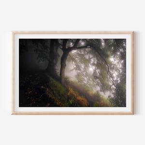 Nature Wall Art Print - Vibrant Tree in Mist Photography for Modern Home Decor, Perfect for Nature Lovers and Elegant Interior Spaces