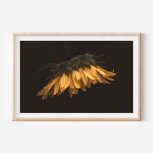 Dark Moody Sunflower Print - Fine Art Flower Photography for Elegant Home Decoration, Minimalist Nature Wall Art for Modern Spaces