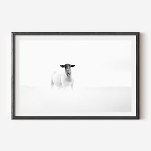 Sheep Photography Print - Minimalist Monochrome Wall Art, Farmhouse Decor, Nature Photography, Black and White Art