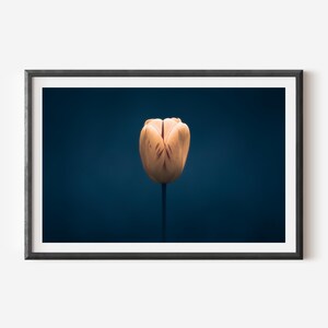Yellow Tulip Wall Art - Moody Floral Photography Print on Blue Background, Elegant Nature-Inspired Fine Art for Modern Home Decor