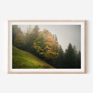 Golden Autumn Tree in Foggy Forest – Moody Nature Fine Art Print | Wall Decor for Living Room, Office, Entryway | Printed on Premium Paper