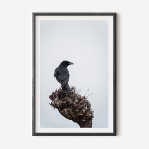 Minimalist Crow Wall Art – Desaturated Fine Art Print, Moody Bird Photography, Gothic Nature Decor, Dark Modern Home Poster