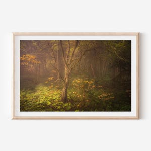 Enchanting Forest Photography Print, Warm Woodland Wall Art, Magical Nature Home Decor, Misty Autumn Trees, Serene Green Vintage Poster