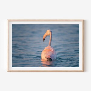 Pink Flamingo Photo Print - Fine Art Water Bird Photography for Modern Wall Decor, Perfect for Nature Lovers and Elegant Home Interiors