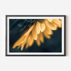 Yellow Sunflower Petals Wall Art - Moody Nature Photography Print for Modern Home Decor, Elegant Fine Art for Floral-Inspired Interiors