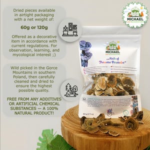 Coda di tacchino secco 60g – 100% Naturale Trametes versicolor – Raccolta selvatica nei Monti Gorce in Polonia | Fungo decorativo