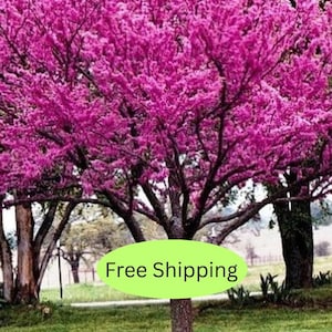 May include: A vibrant image of a tree in full bloom, showcasing a profusion of bright magenta flowers. The tree's branches are laden with blossoms, creating a dense, colorful canopy. The trunk and branches are dark, contrasting with the vivid flowers. The text "Free Shipping" is in a green oval.