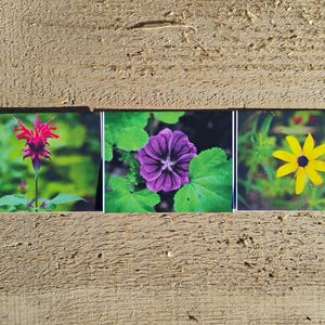 Cartões de flores