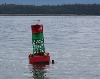 Harbor Seals resting on a Channel Marker, Alaskan Wildlife, Inside Passage Photo, 2 Instant Downloads