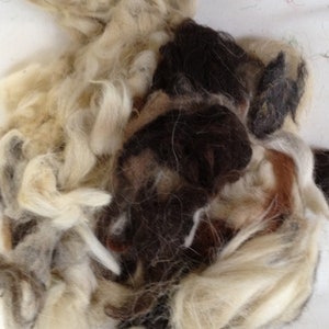 May include: A close-up of a pile of wool fibers in various shades of brown, white, and beige. The fibers are soft and fluffy, and they are arranged in a random pattern.