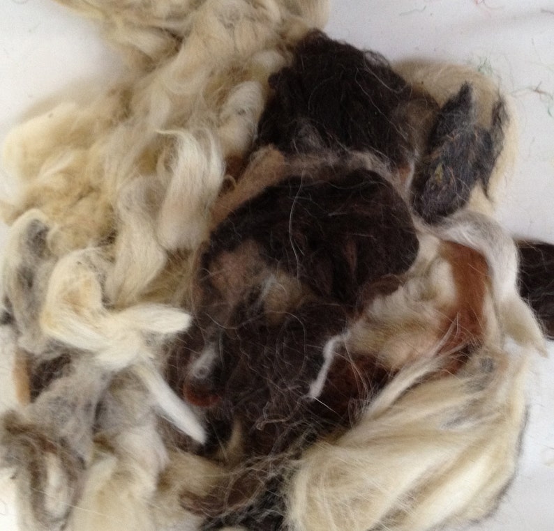 May include: A close-up of a pile of wool fibers in various shades of brown, white, and beige. The fibers are soft and fluffy, and they are arranged in a random pattern.