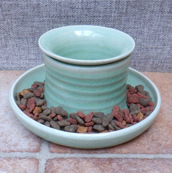 kitten feeding station