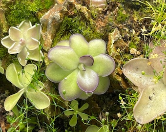 Pinguicula Leilani